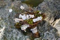 Wedding bridal bouquet made Ã¢â¬â¹Ã¢â¬â¹of shells and pearls and other Royalty Free Stock Photo